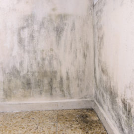 Schimmel problemen in huis Schimmel problemen in huis