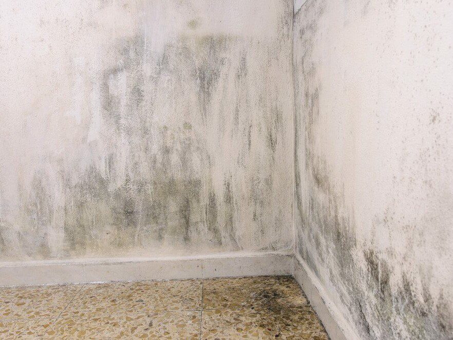Mold problems in the house