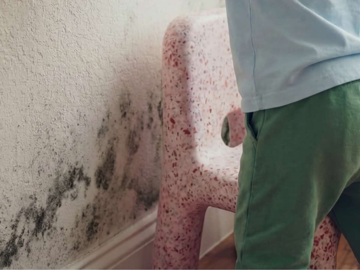 Moisissure sur le mur